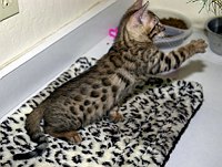 SierraGold Bengals: Lancelot<br>
